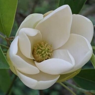 Magnolija virginiana C10