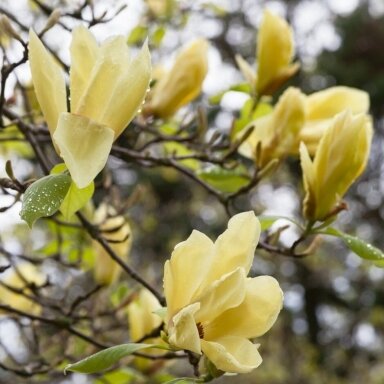 Magnolija 'Yellow Lantern' C15