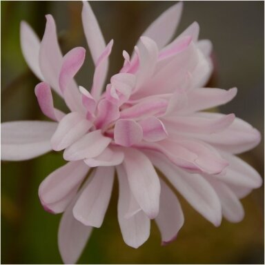 Star magnolia 'Rosea' C5