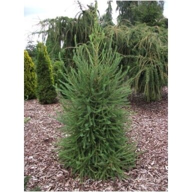 Maumedis europinis 'Fastigiata' C45