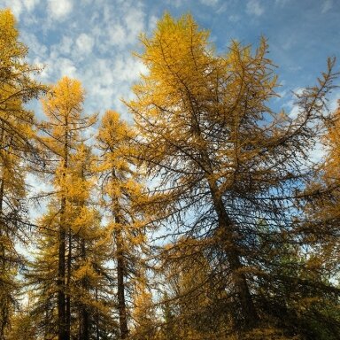 Japanese larch C2
