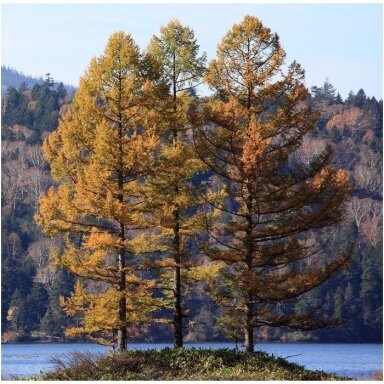 Japanese larch C5