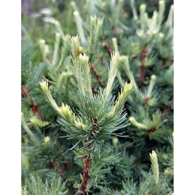 Japanese larch 'Grey Pearl' C20, Pa