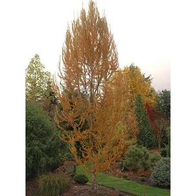 Japanese larch 'Jacobsen Pyramidalis' C10