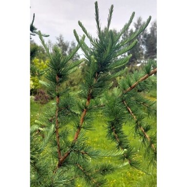 Japanese larch 'Mazanek' C20