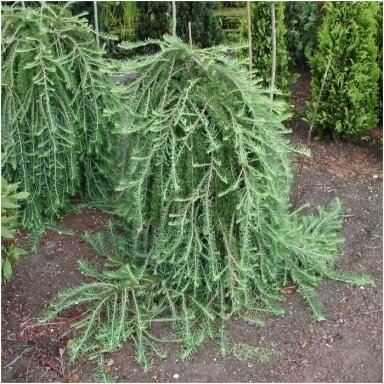 Japanese larch 'Stiff Wipper' C10
