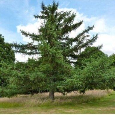 Dunkeld Hybrid Larch C10