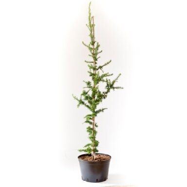 Dunkeld Hybrid Larch Larix x marschlinsii 'Grot' C20