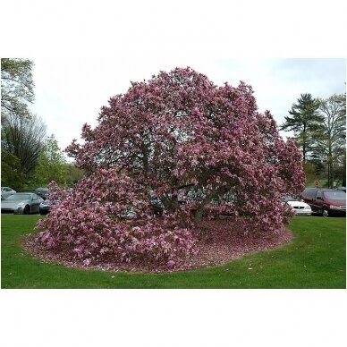 Magnolia 'Betty' C20 1 Magnolia 'Betty' C20 1