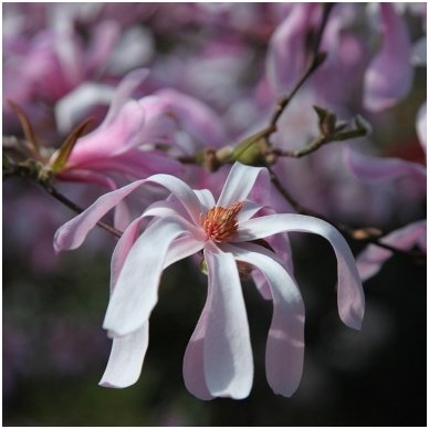 Magnolija 'Leonard Messel' C20 Magnolija 'Leonard Messel' C20