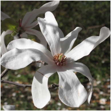 Magnolija 'Merrill' C20