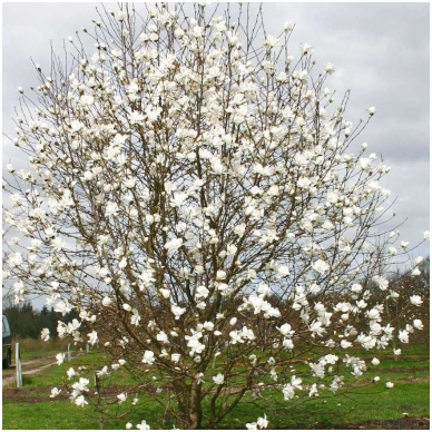 Magnolija 'Merrill' C20 1