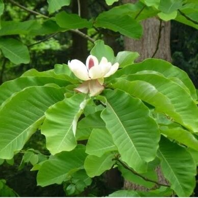 Magnolija obovata (didžialapė) C20 1 Magnolija obovata (didžialapė) C20 1