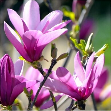 Magnolija 'RANDY' C20 Magnolija 'RANDY' C20