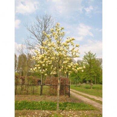 Magnolija 'Yellow Lantern' C15 2