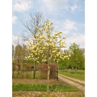 Magnolia 'Yellow Lantern' C20 3