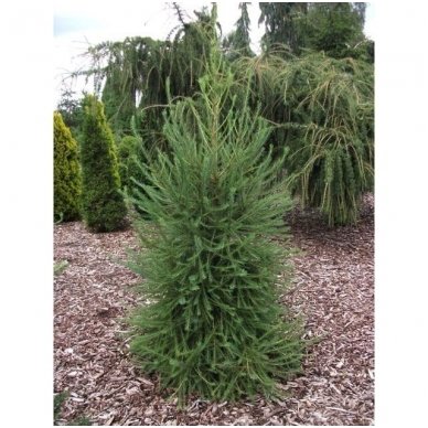 Maumedis europinis 'Fastigiata' C45 Maumedis europinis 'Fastigiata' C45