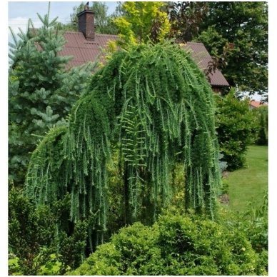 Maumedis europinis 'Pendula' C30