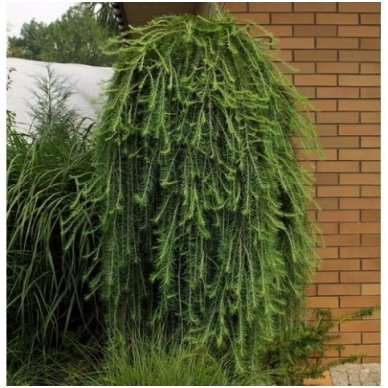 Maumedis europinis 'Pendula' C30 1