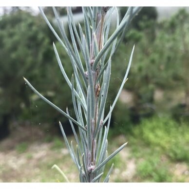 Maumedis japoninis 'Blue Rabbit' C45 1 Maumedis japoninis 'Blue Rabbit' C45 1