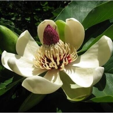 Magnolija obovata (didžialapė) C20 Magnolija obovata (didžialapė) C20