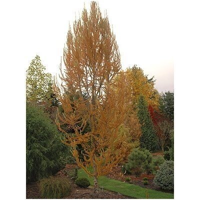 Maumedis japoninis 'Jacobsen Pyramidalis' C5 Maumedis japoninis 'Jacobsen Pyramidalis' C5