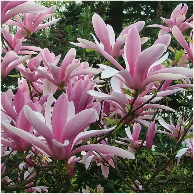 Magnolia 'Betty' C20 Magnolia 'Betty' C20