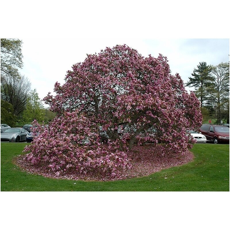 Magnolia 'Betty' C20 1 Magnolia 'Betty' C20 1
