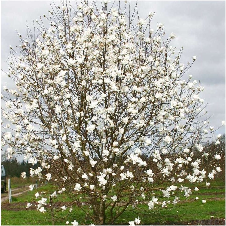 Magnolija 'Merrill' C20 1