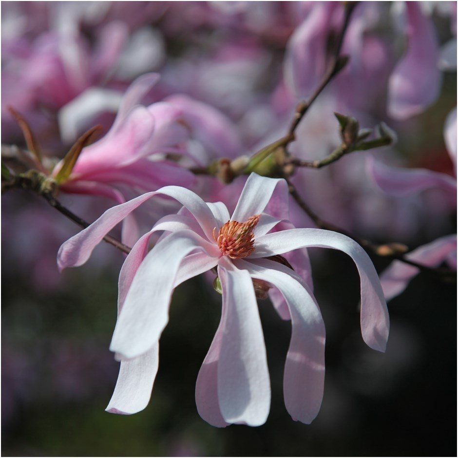 Magnolia 'Leonard Messel' C20