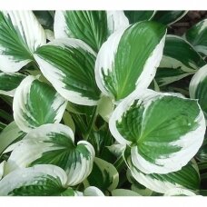 Plantain Lily 'Minute Man' C2