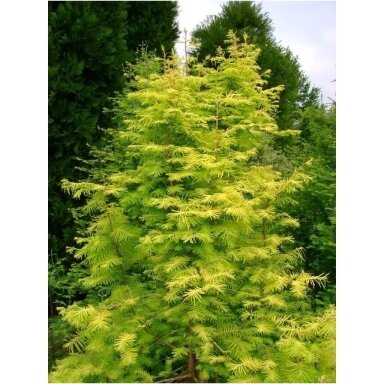 Metasekvoja tikroji 'Goldrush' C10