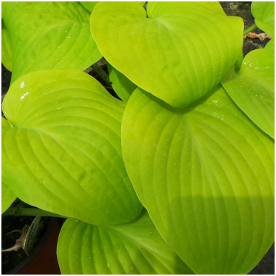 Plantain Lily 'Golden Waffles' C2