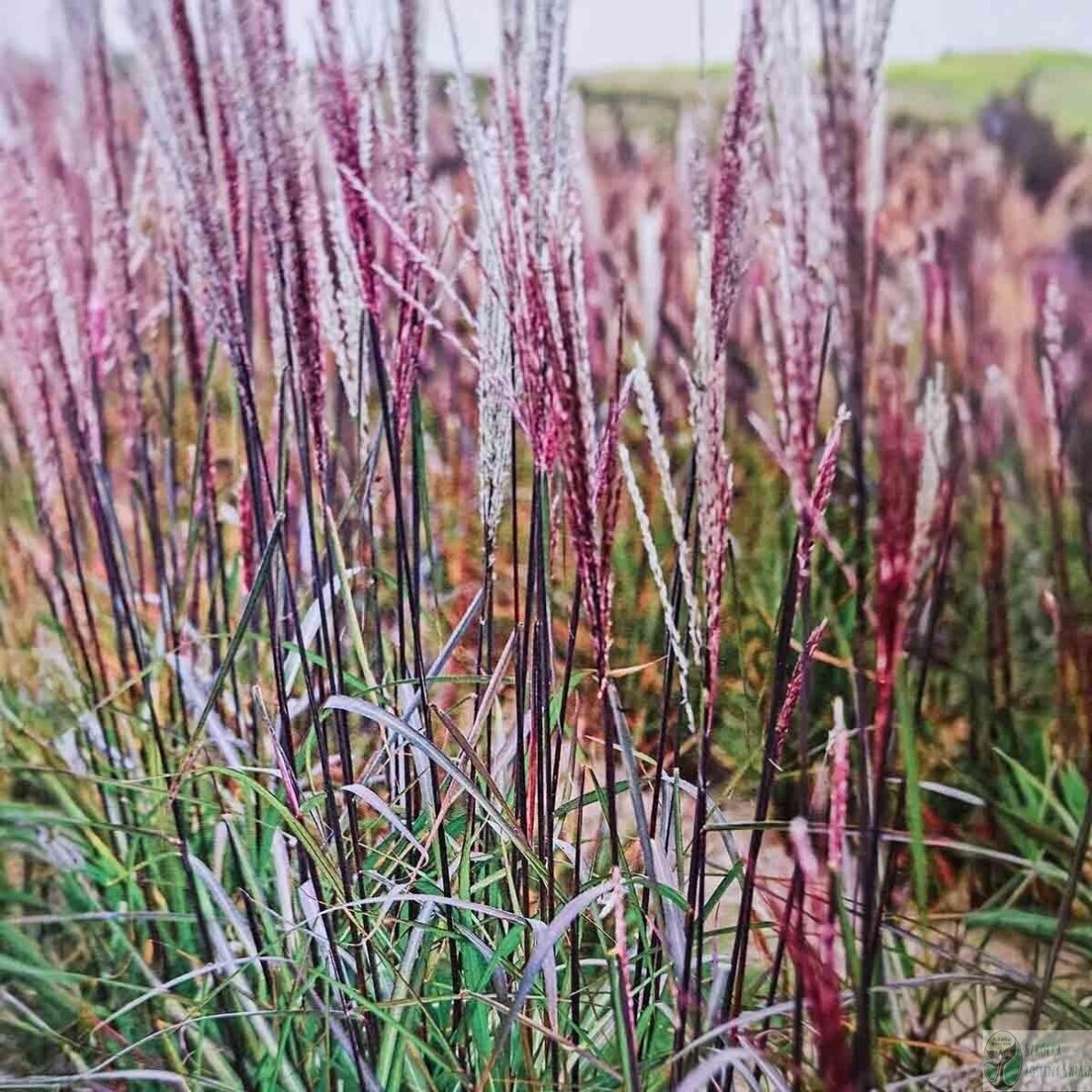 Chinese Silver Grass 'Buraczok' C2