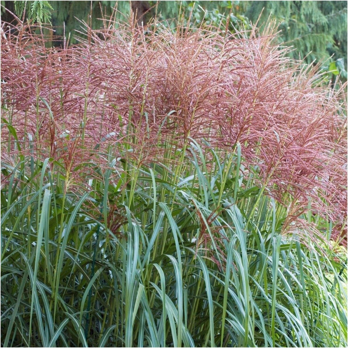 Chinese Silver Grass 'Goliath' C2 Chinese Silver Grass 'Goliath' C2