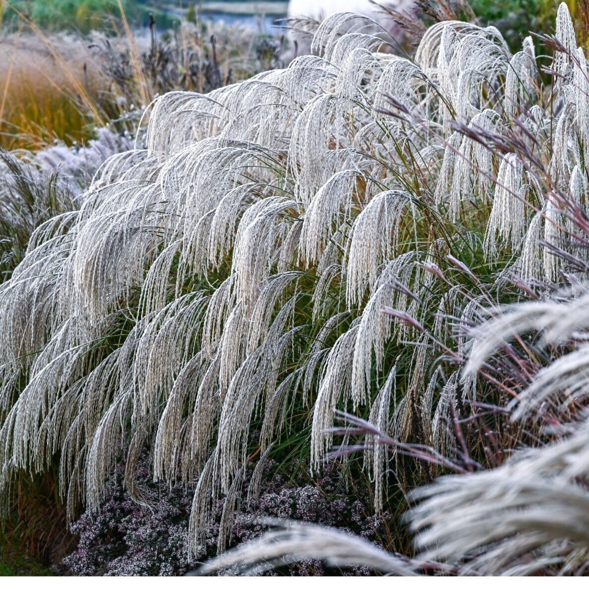 Chinese Silver Grass 'Heron' C2