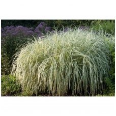 Chinese Silver Grass 'Variegatus' C3