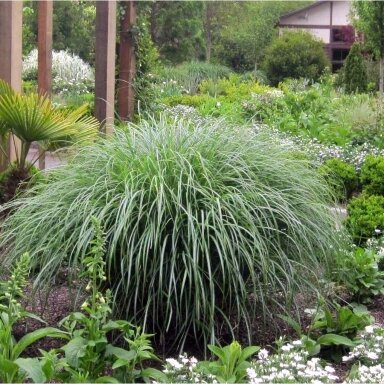 Chinese Silver Grass 'Adagio' C1,5-2