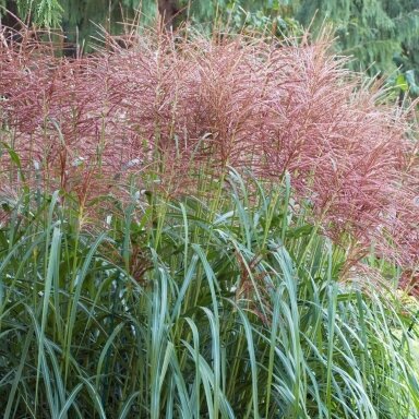 Chinese Silver Grass 'Goliath' C2