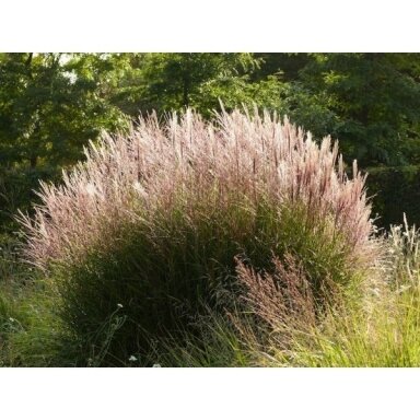 Chinese Silver Grass 'Kleine Silberspinne'  C2