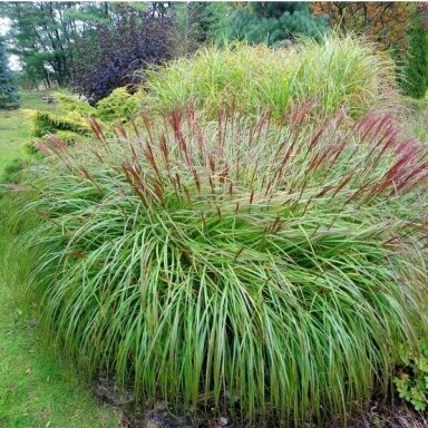 Chinese Silver Grass 'Krater' C2