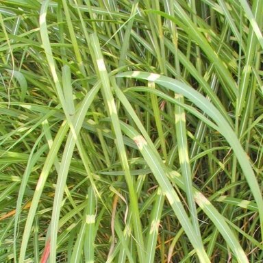 Miskantas kininis  'Punktchen', C5