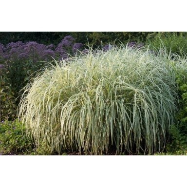 Chinese Silver Grass 'Variegatus' C3