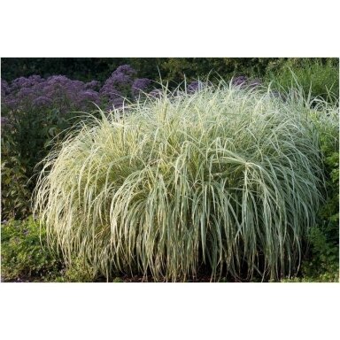 Chinese Silver Grass 'Variegatus' C5