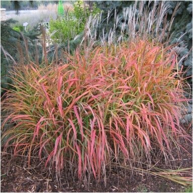 Miskantas 'Purpurascens' C5