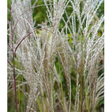 Chinese Silver Grass 'Buraczok' C2 1