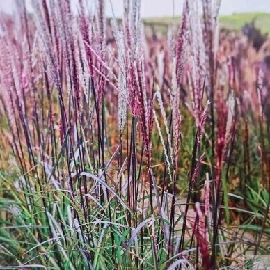 Chinese Silver Grass 'Buraczok' C2