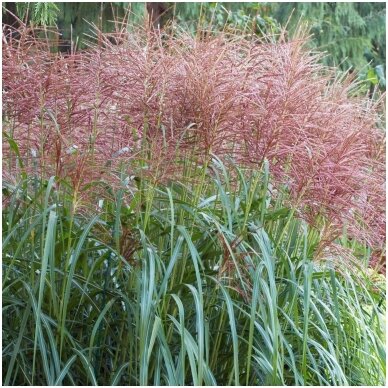 Chinese Silver Grass 'Goliath' C2 Chinese Silver Grass 'Goliath' C2