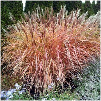 Chinese Silver Grass 'Goliath' C2 1