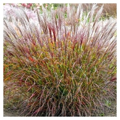 Korean uksae 'Purple Prince' C2